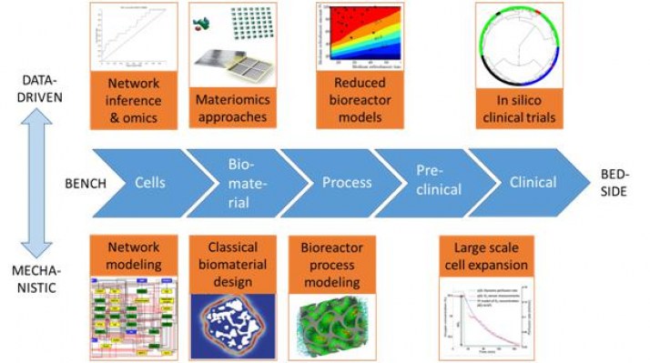 Schematic representation of the tissue engineering research and development process (horizontally) and the computer model classification (vertically).  Figure is taken from: Geris, L., Lambrechts, T., Carlier, A., Papantoniou, I. (2018) The future is digital: in silico tissue engineering. Current Opinion in Biomedical Engeering,https://doi.org/10.1016/j.cobme.2018.04.001